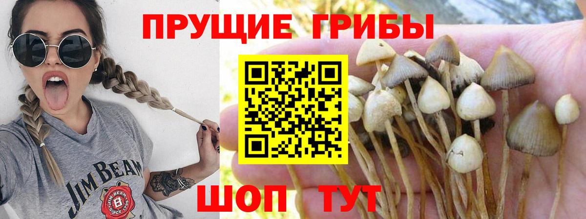 Набережные Челны  Псилоцибиновые грибы Cubensis  Вход с VPN 